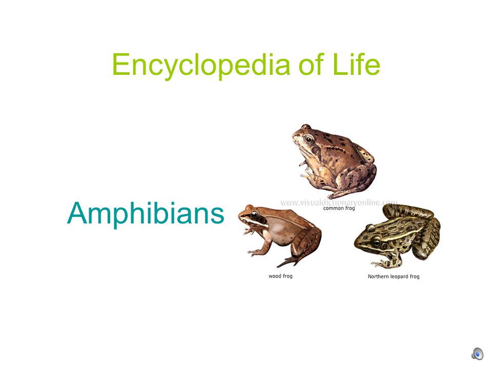 Encyclopedia of Life Amphibians. Amphibians are cold-blooded animals that  metamorphose from a young, water-breathing form to an adult, air-breathing  form. - ppt download