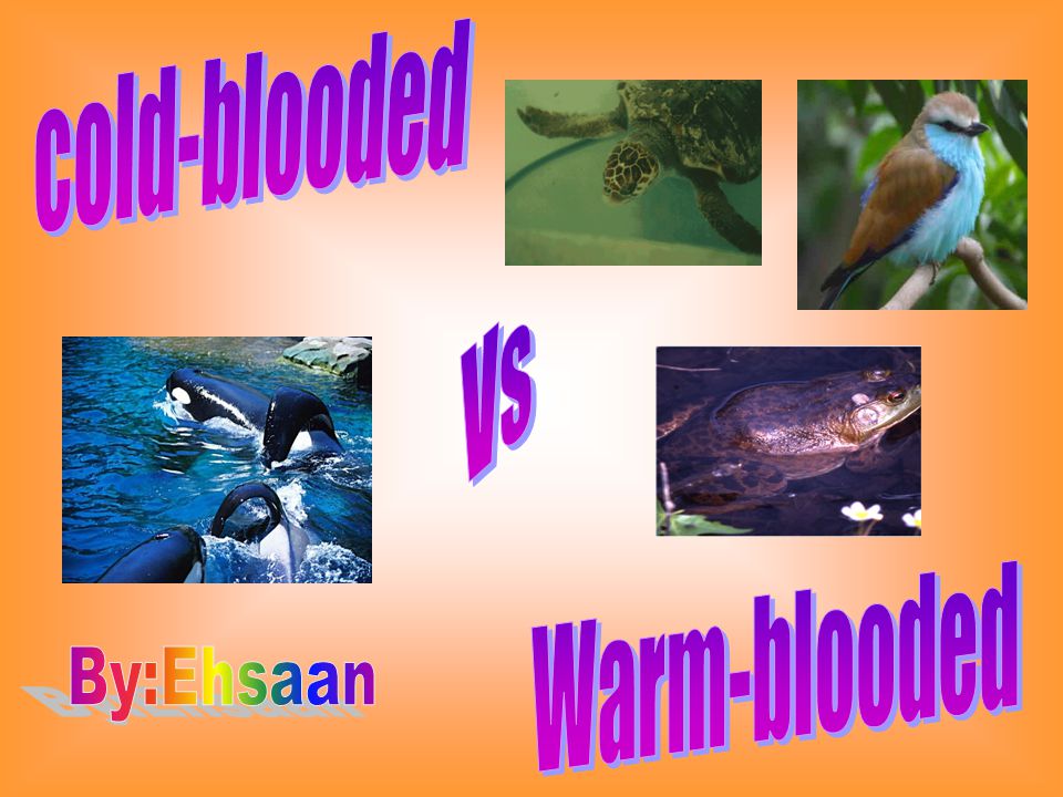 Cold-blooded Vs Warm-blooded By:Ehsaan. - ppt video online download