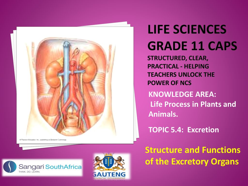 KNOWLEDGE AREA: Life Process in Plants and Animals. - ppt download KNOWLEDGE AREA: Life Process in Plants and Animals. - ppt download