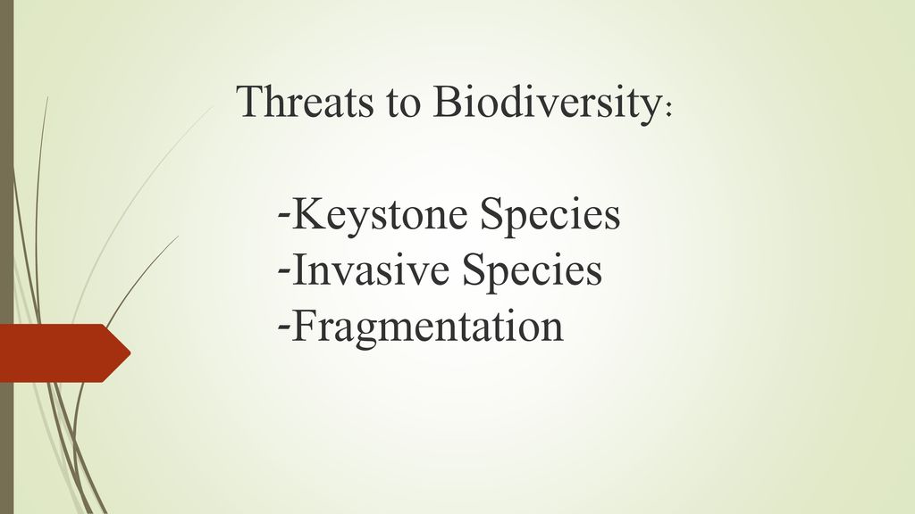 Keystone Species 101