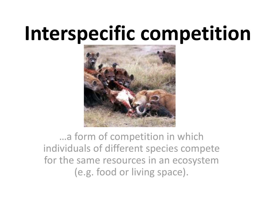 Interspecific competition - ppt download