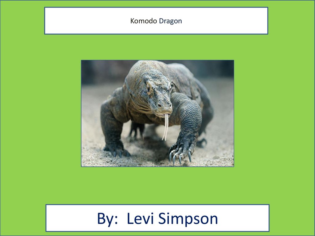 By Levi Simpson Komodo Dragon Ppt Download