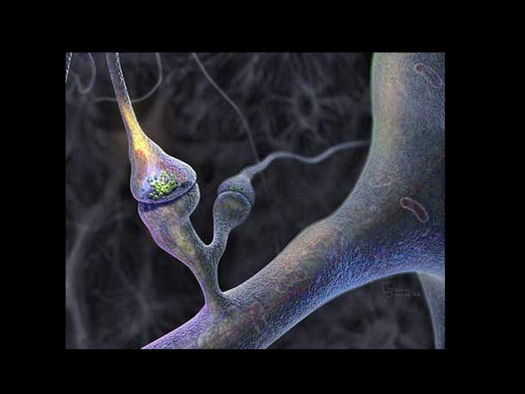 BIOL3833 Week 11b: Dendrites. Biology Diagrams
