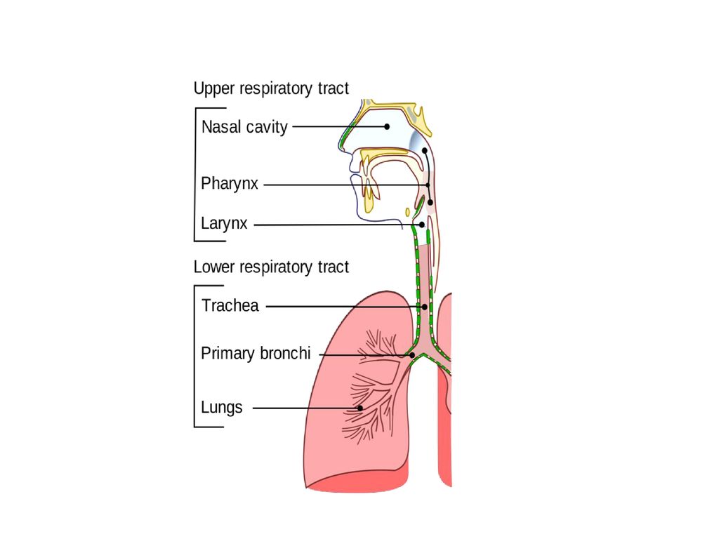 Intubation and anatomy of airway and Anesthesia apparatus - ppt download