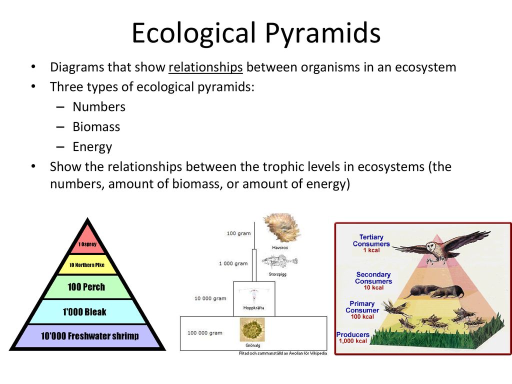 3 types of ecological pyramids