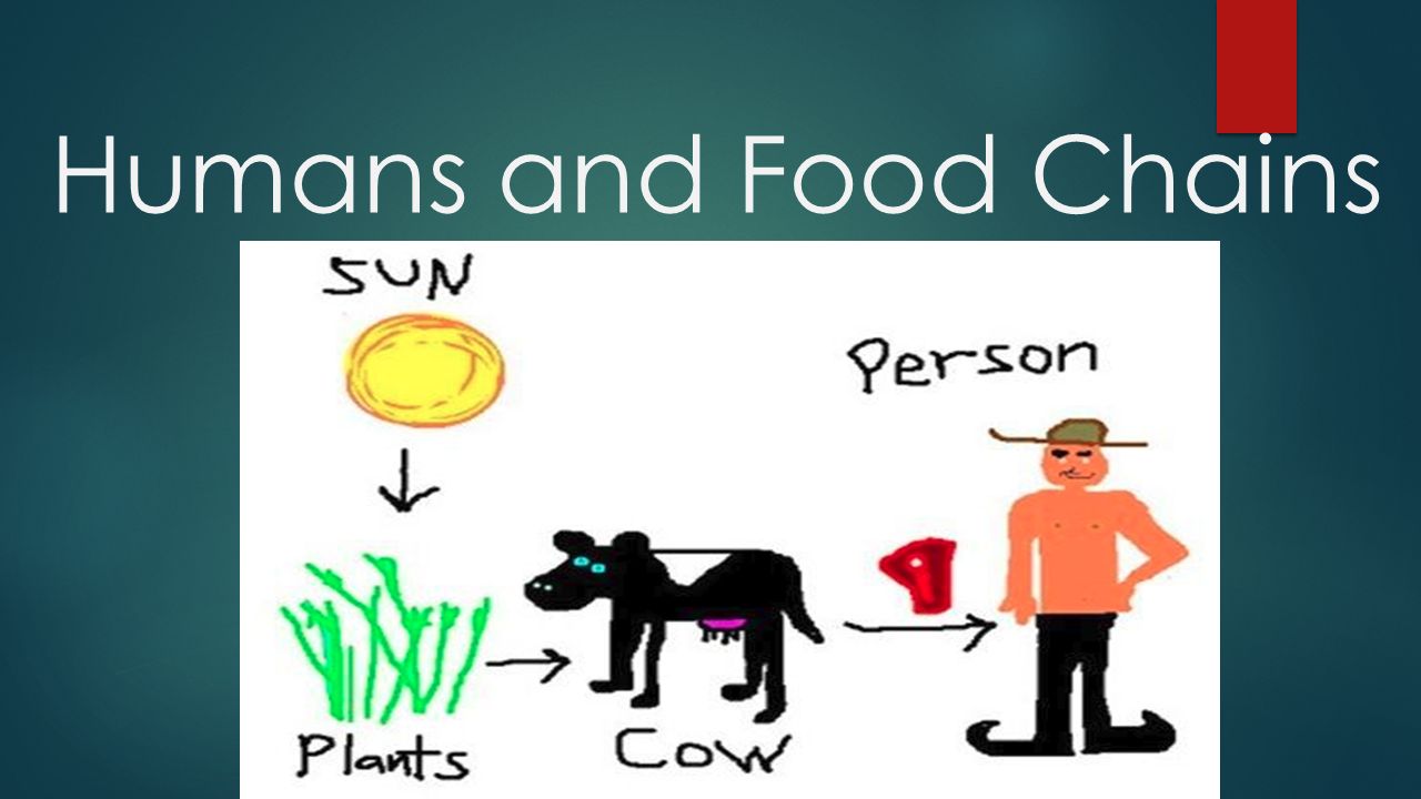 Human Food Chain For Kids Biology Diagrams