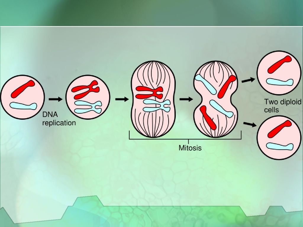 The Cell Cycle. Biology Diagrams
