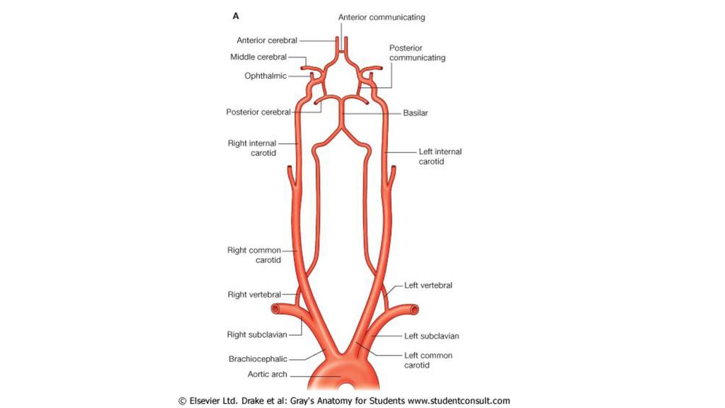 carotid artery: external internal - ppt download