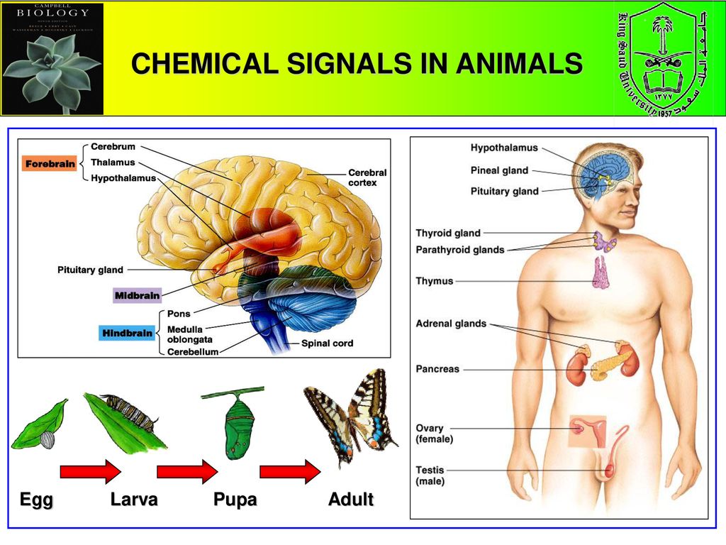 CHEMICAL SIGNALS IN ANIMALS - ppt download