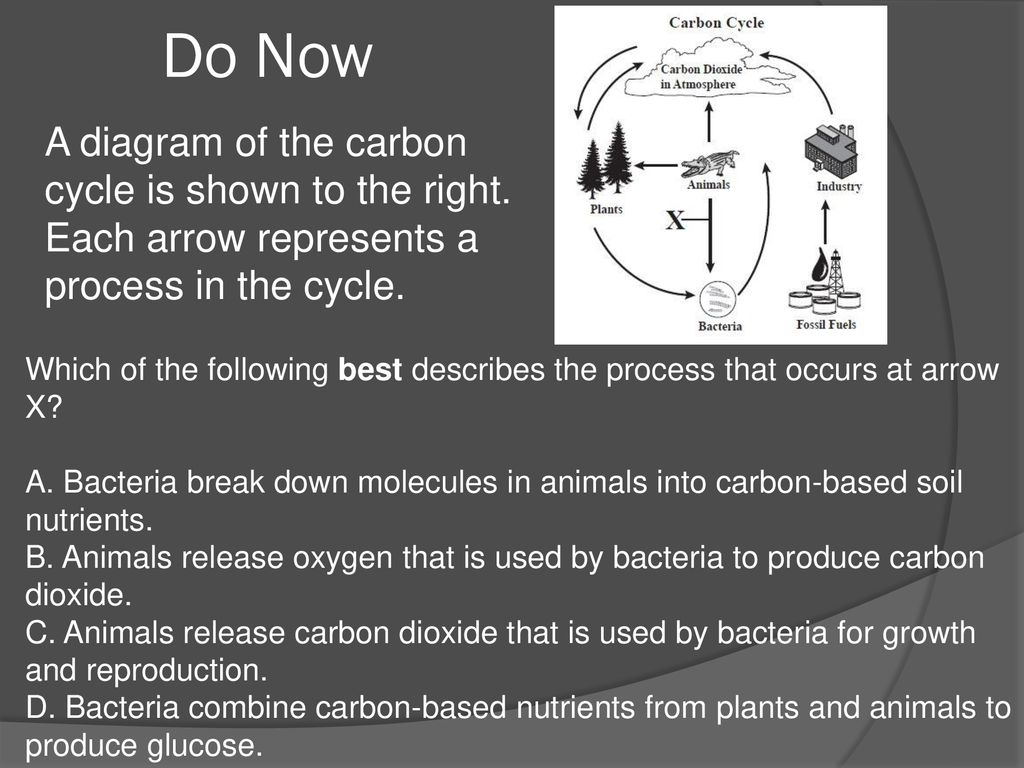 Do Now A diagram of the carbon cycle is shown to the right. Each arrow  represents a process in the cycle. Which of the following best describes  the process. - ppt download