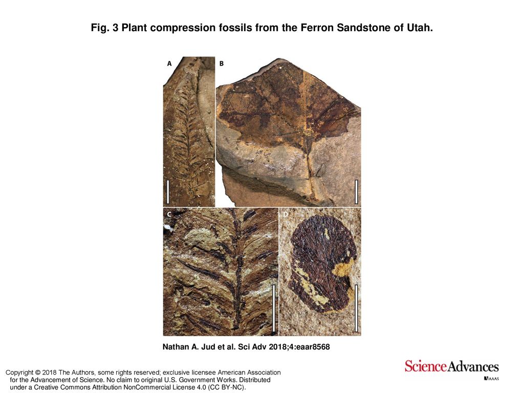 Fig. 3 Plant compression fossils from the Ferron Sandstone of Utah. - ppt  download