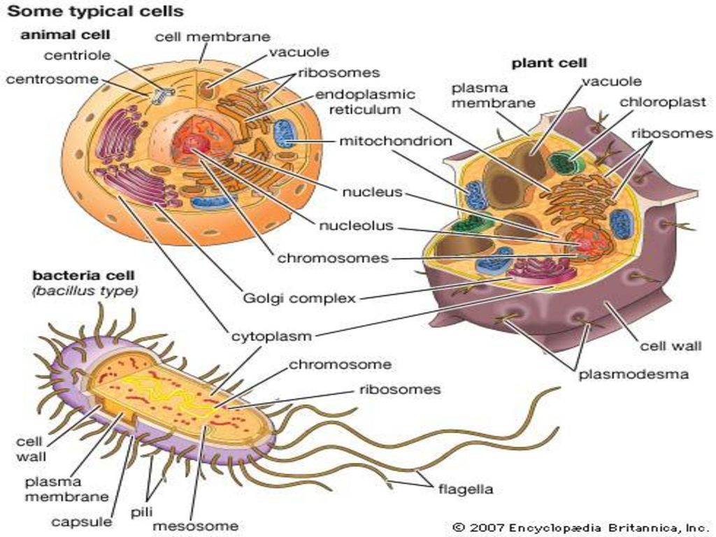 The Nature of the Cell Historical Background, Cell Theory, Cell Size and  Shape, Types of Cell, Morphology and Physiology of Eukaryotic Cell December  10, - ppt download