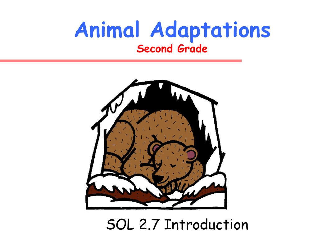 Animal Adaptations Second Grade - ppt download