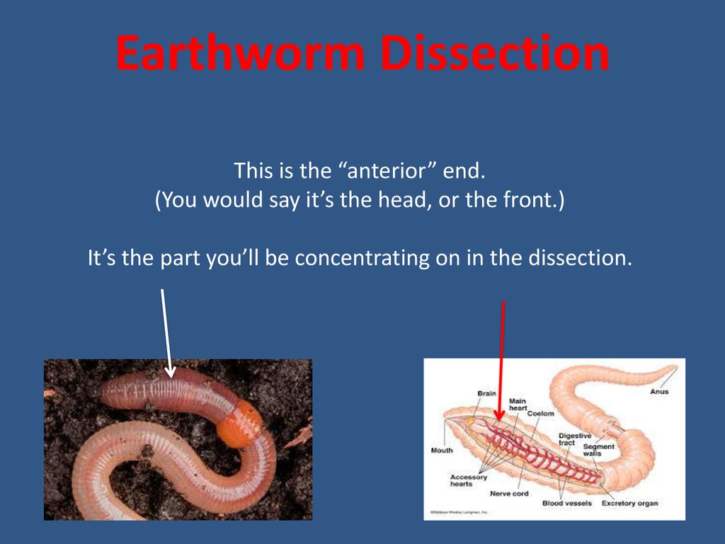 Earthworm Dissection This Is The Anterior End Ppt Download