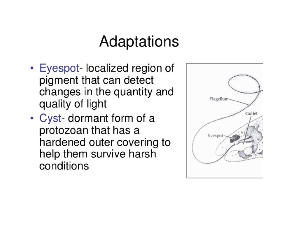 ppt download Biology Diagrams