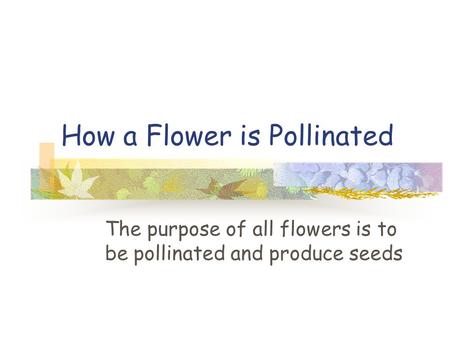 How a Flower is Pollinated The purpose of all flowers is to be pollinated and produce seeds.