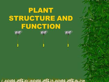 PLANT STRUCTURE AND FUNCTION
