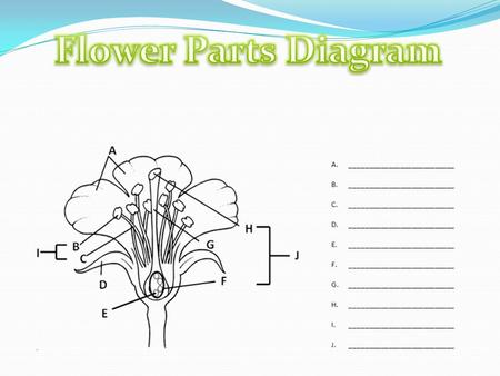 Flower Parts Diagram.