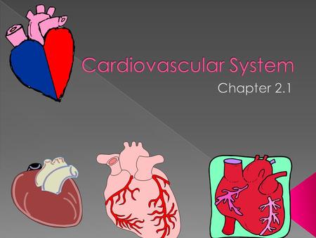 Carries blood throughout the body Includes: Heart Blood Veins Capillaries Arteries.