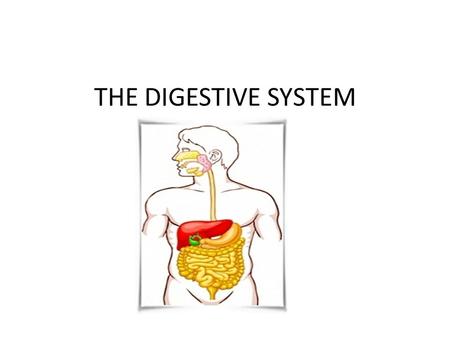 THE DIGESTIVE SYSTEM.