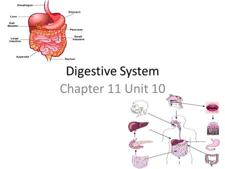 Digestive System Chapter 11 Unit 10.