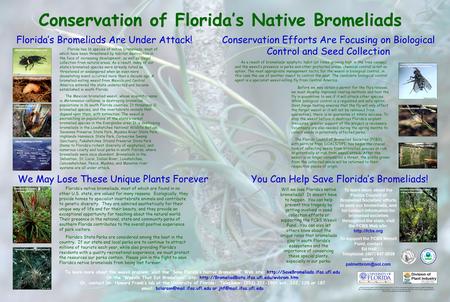 Conservation of Florida’s Native Bromeliads We May Lose These Unique Plants Forever Florida’s Bromeliads Are Under Attack! Conservation Efforts Are Focusing.