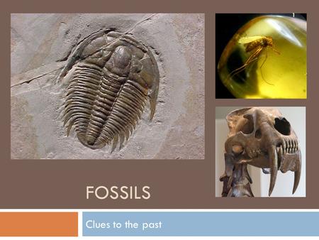 FOSSILS Clues to the past 1. Page 63 2  Fossils, November 18, 2014.