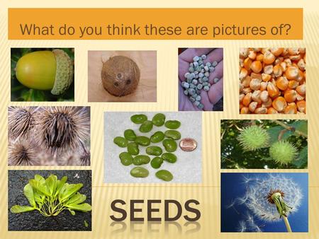 What do you think these are pictures of?.  Where can you find seeds? In our food In our backyards.