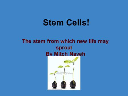 Stem Cells! The stem from which new life may sprout By Mitch Naveh.