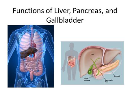 Functions of Liver, Pancreas, and Gallbladder. The Digestive System The digestive tract is a series of hollow organs joined in a tube from the mouth to.