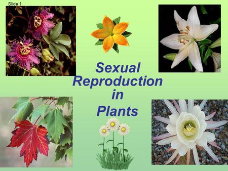 Sexual Reproduction in Plants