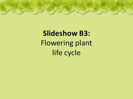Slideshow B3: Flowering plant