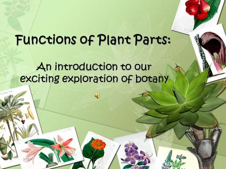Functions of Plant Parts: An introduction to our exciting exploration of botany.