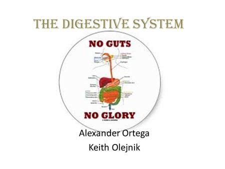 The Digestive System Alexander Ortega Keith Olejnik.