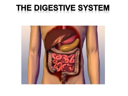THE DIGESTIVE SYSTEM.