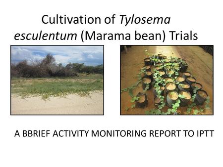 Cultivation of Tylosema esculentum (Marama bean) Trials