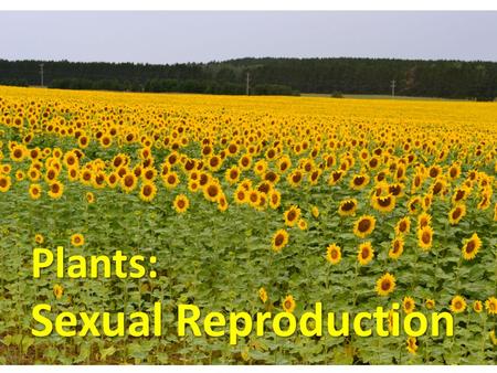 Plants: Sexual Reproduction.