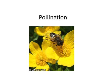 Pollination. What is pollination ? Pollination is the means by which plants are fertilized and cause fruit to grow. Pollination can occur by wind, insect,