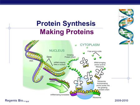 Regents Biology 2009-2010 Protein Synthesis Making Proteins.