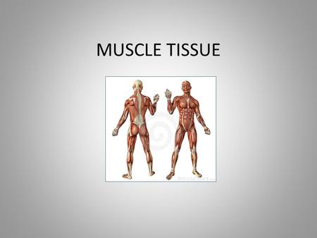 MUSCLE TISSUE.