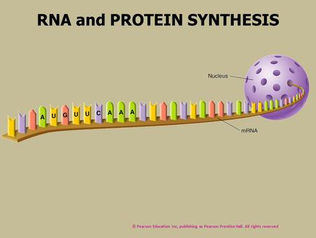 RNA and PROTEIN SYNTHESIS