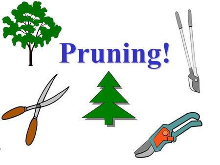 Pruning!. Equipment Pruning, why do it? Improve plant healthImprove plant health Increase light and air circulation in the canopy.