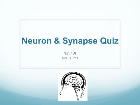 Neuron & Synapse Quiz SBI 4UI Mrs. Tuma. 1. What part of the neuron receives messages from other neurons? (a) axon (b) myelin (c) dendrite (d) Schwann.