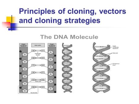 Principles of cloning, vectors and cloning strategies