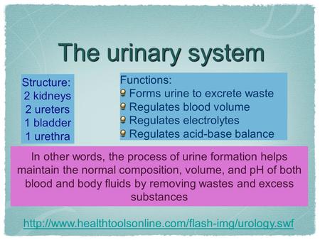 The urinary system  Structure: 2 kidneys 2 ureters 1 bladder 1 urethra Functions: Forms urine to.