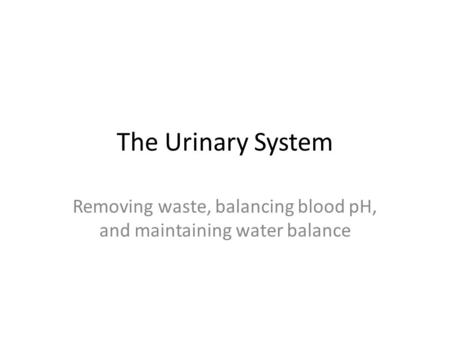 The Urinary System Removing waste, balancing blood pH, and maintaining water balance.