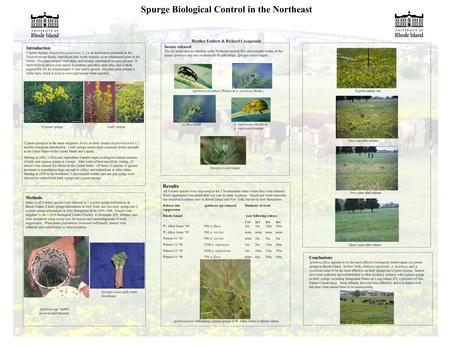 Spurge Biological Control in the Northeast Heather Faubert & Richard Casagrande Introduction Cypress Spurge (Euphorbia cyparissias, L.) is an herbaceous.