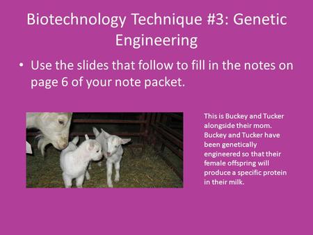Biotechnology Technique #3: Genetic Engineering Use the slides that follow to fill in the notes on page 6 of your note packet. This is Buckey and Tucker.