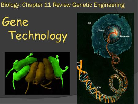 Biology: Chapter 11 Review Genetic Engineering