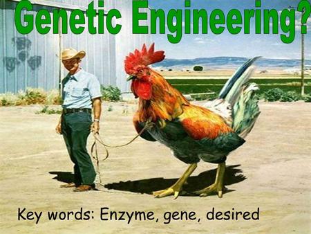 Genetic Engineering? Key words: Enzyme, gene, desired.